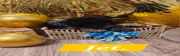 Mixed Breed dogs for sale: Jet  - Ad 3