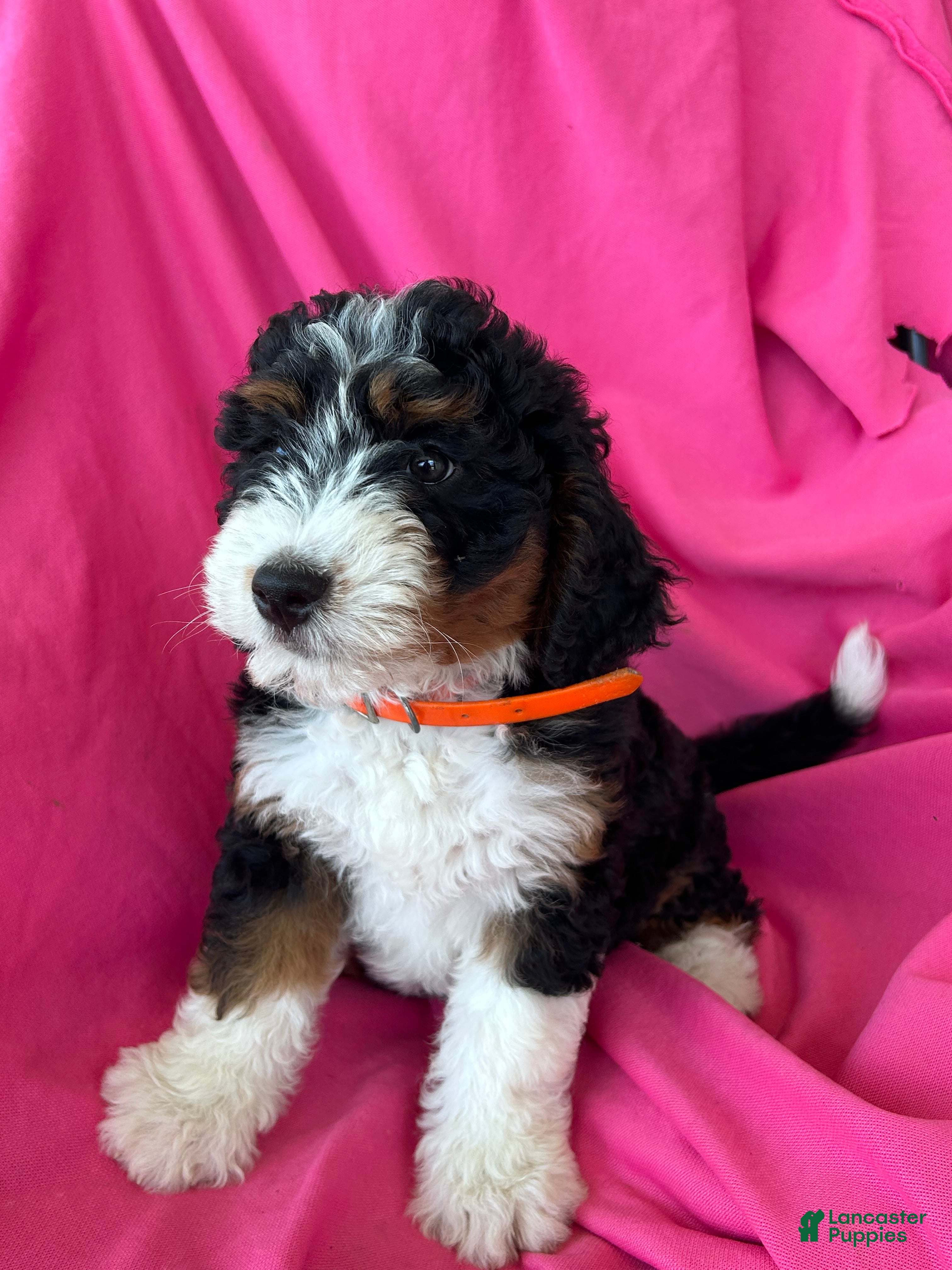 Mini Bernedoodle dogs OAKLEY - Ad 15