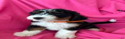 Mini Bernedoodle dogs for sale: OAKLEY - Ad 1
