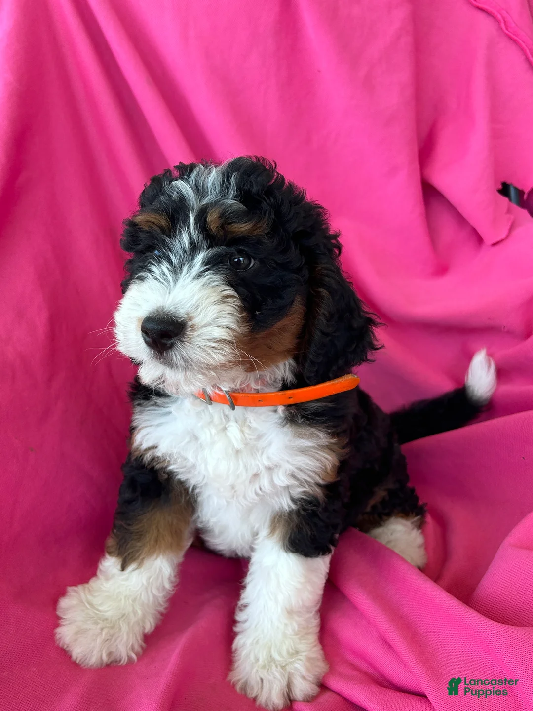 Mini Bernedoodle dogs for sale: OAKLEY - Ad 1