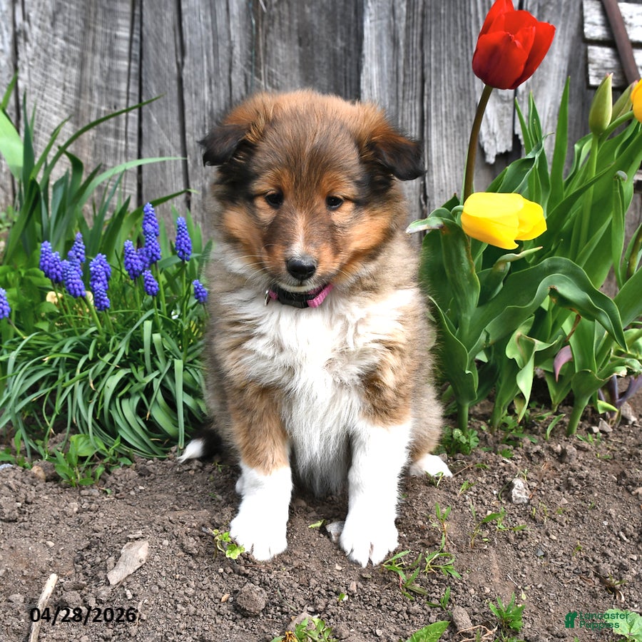 Shetland Sheepdog dogs Shelly - Ad 1