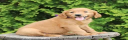 Mixed Breed dogs for sale: Wava - Ad 1