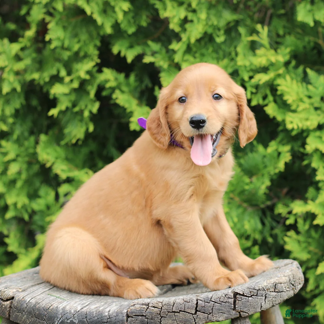 Mixed Breed dogs for sale: Wava - Ad 1