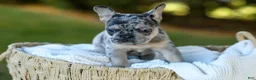 French Bulldog dogs for sale: Cookie - Blue Merle - Ad 13