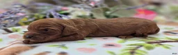 Cockapoo dogs for sale: Prada - Ad 4