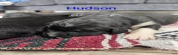 Newfoundland dogs for sale: Hudson - Ad 6