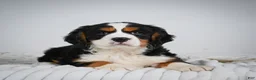 Miniature Bernese Mountain Dog dogs for sale: Max - Ad 2