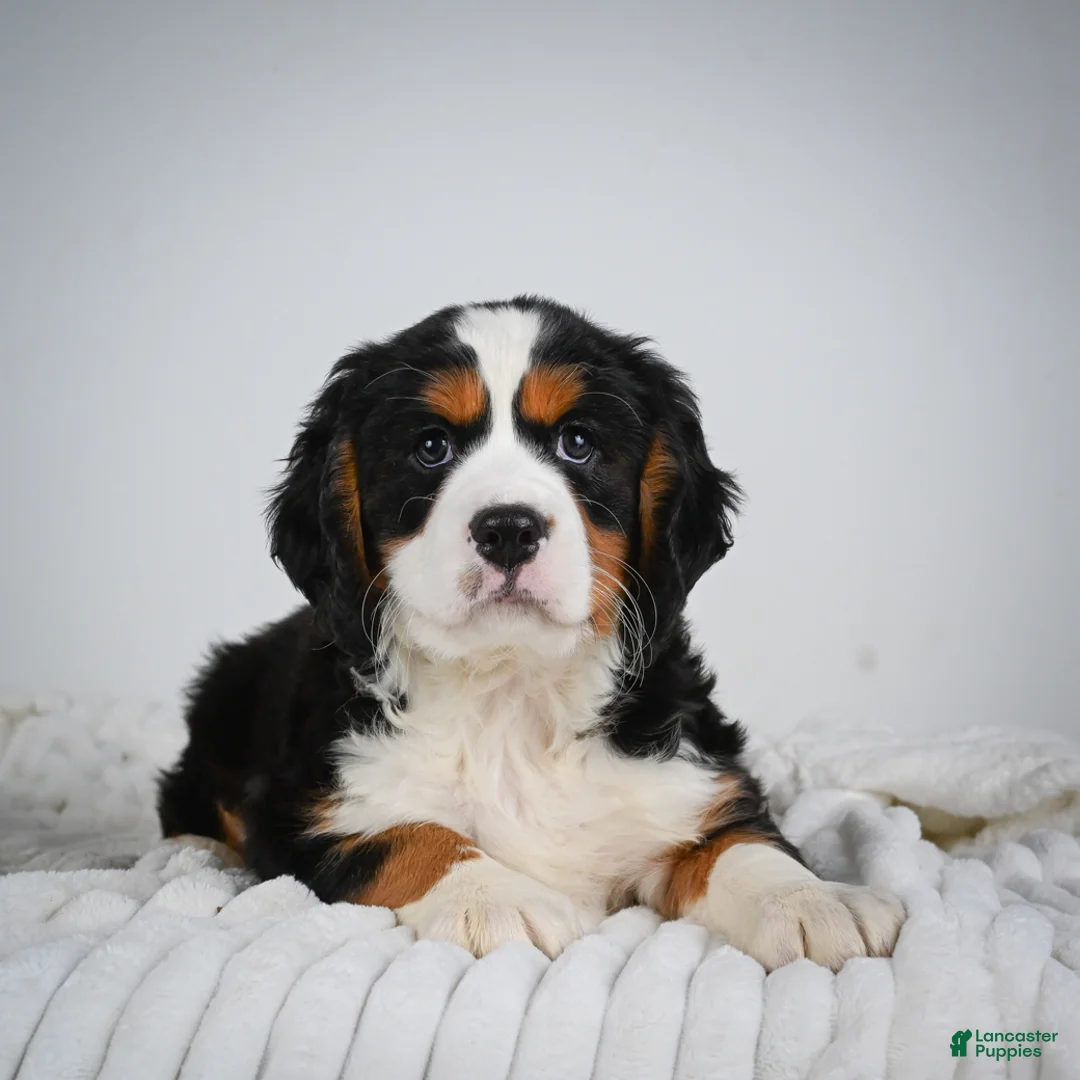 Miniature Bernese Mountain Dog dogs for sale: Max - Ad 2