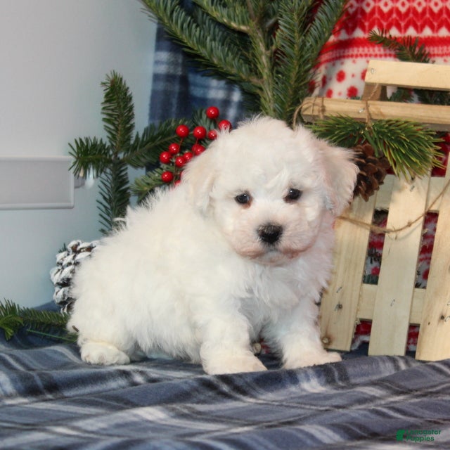 Bichon Frise dogs Iceburg - Ad 29