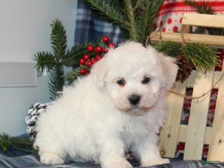 Bichon Frise dogs Iceburg - Ad 30