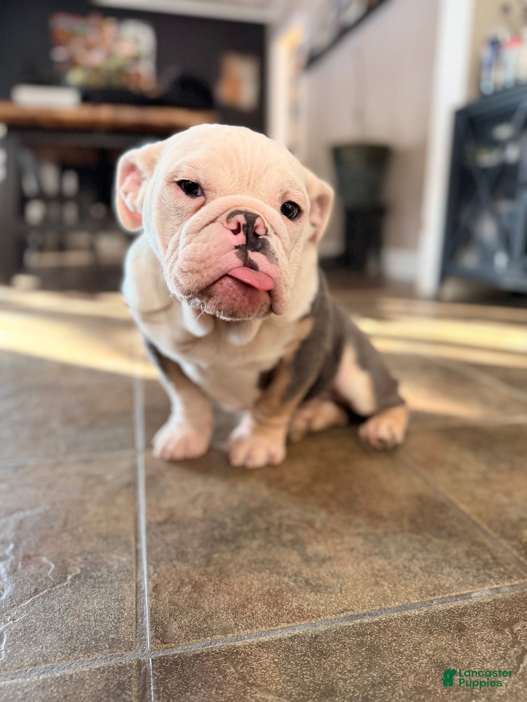 English Bulldog dogs for sale: Banksy - Ad 4