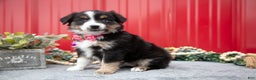 Miniature Australian Shepherd dogs for sale: Lynette - Ad 3
