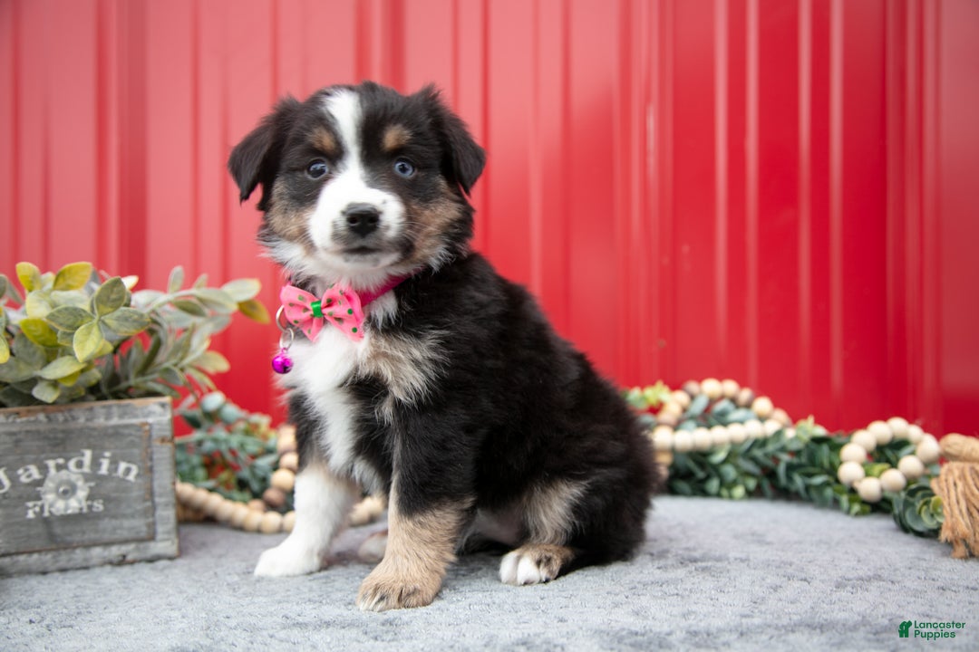 Miniature Australian Shepherd dogs for sale: Lynette - Ad 3
