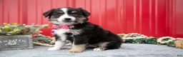 Miniature Australian Shepherd dogs for sale: Lynette - Ad 3