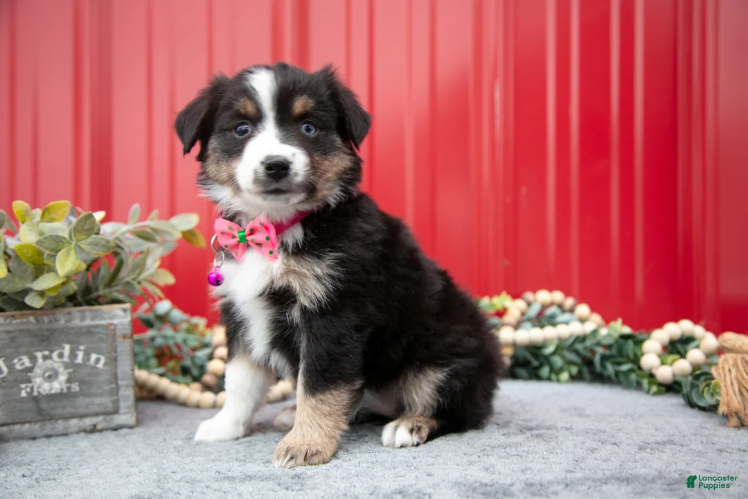 Miniature Australian Shepherd dogs for sale: Lynette - Ad 3