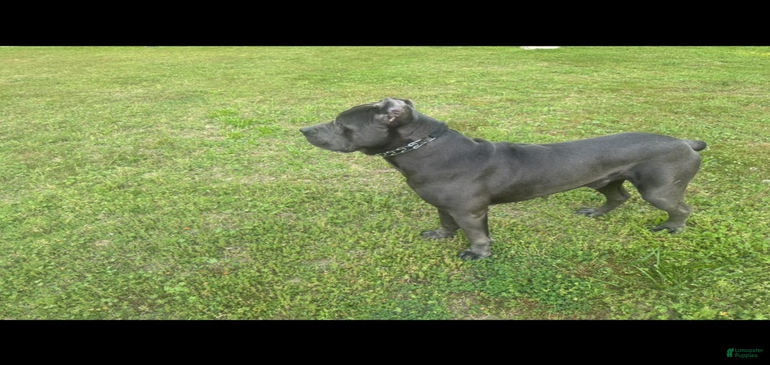 Gallery Image {{count}}