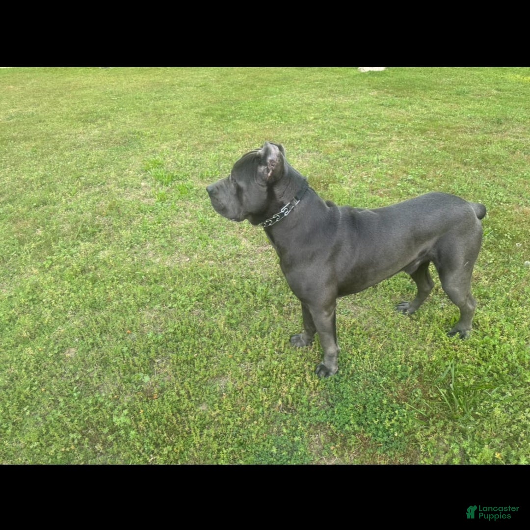 Gallery Image {{count}}