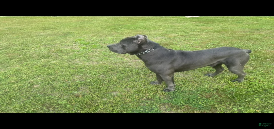 Gallery Image {{count}}