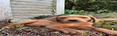 Axel