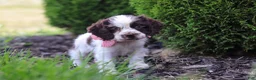 Cocker Spaniel dogs for sale: Byrdie - Ad 4