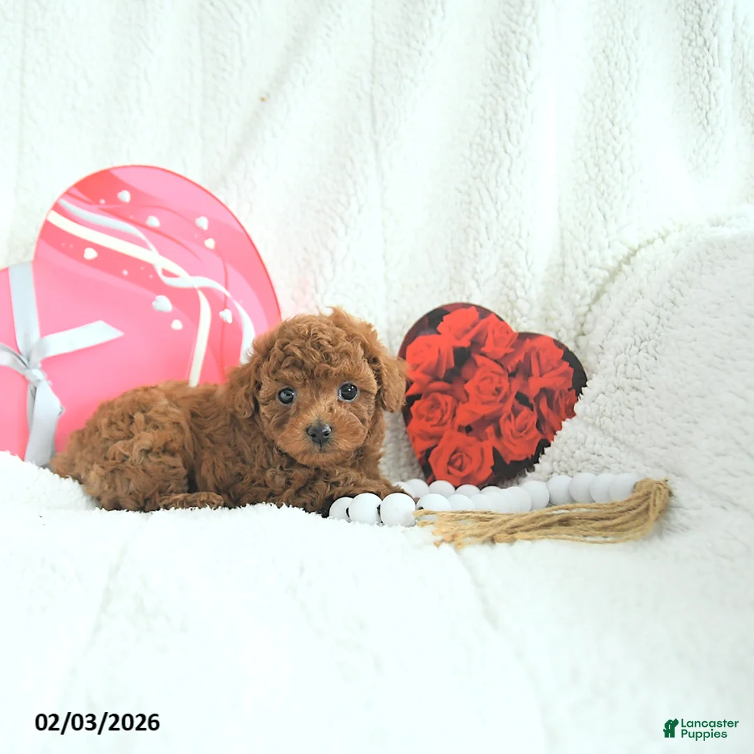 Toy Poodle dogs for sale: Bella HOUSE RAISED - Ad 5