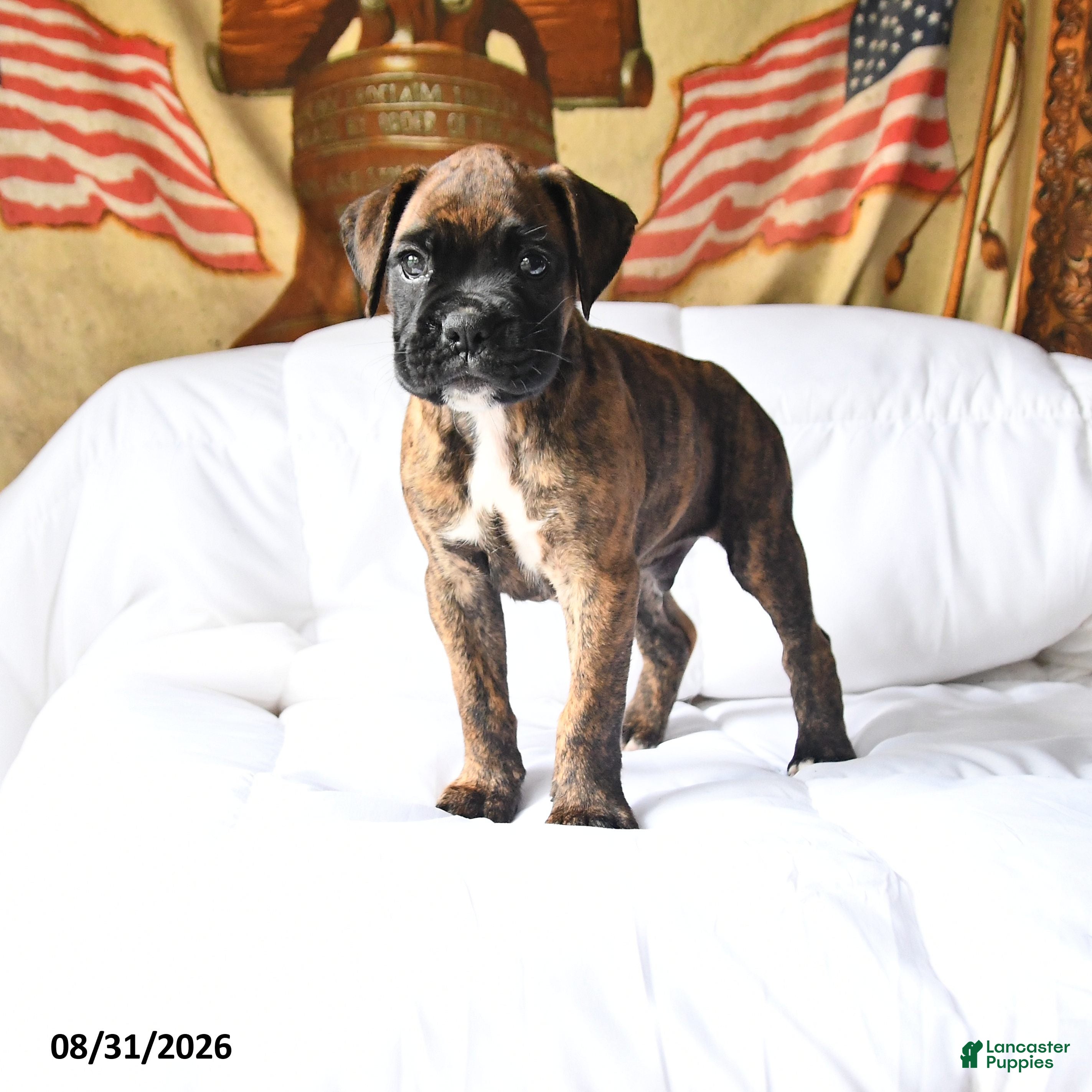 Boxer dogs Casper - Ad 1
