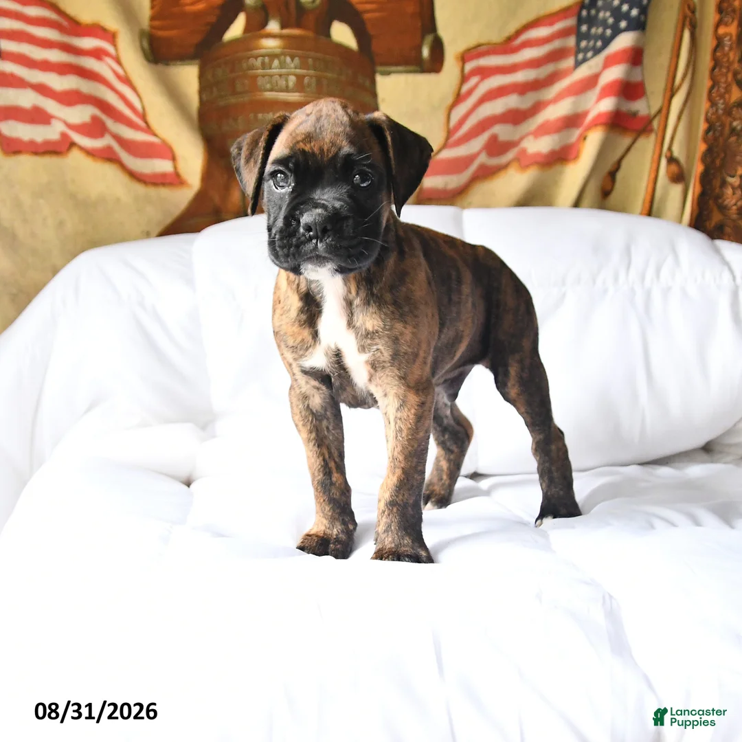 Boxer dogs for sale: Casper - Ad 1