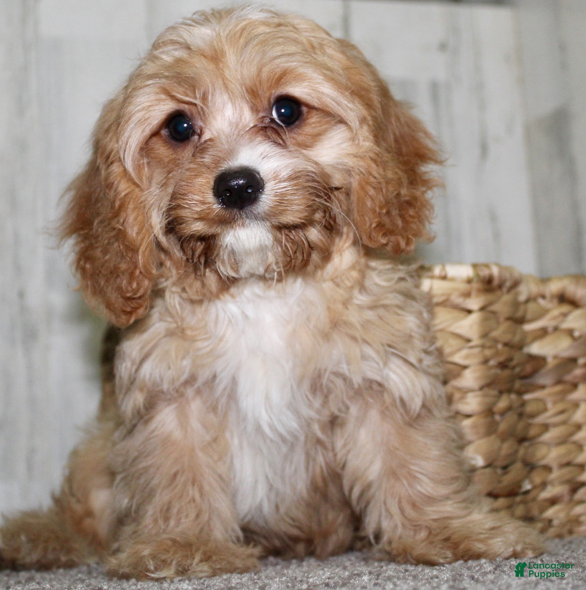 Cavapoo dogs Mikey - Ad 2