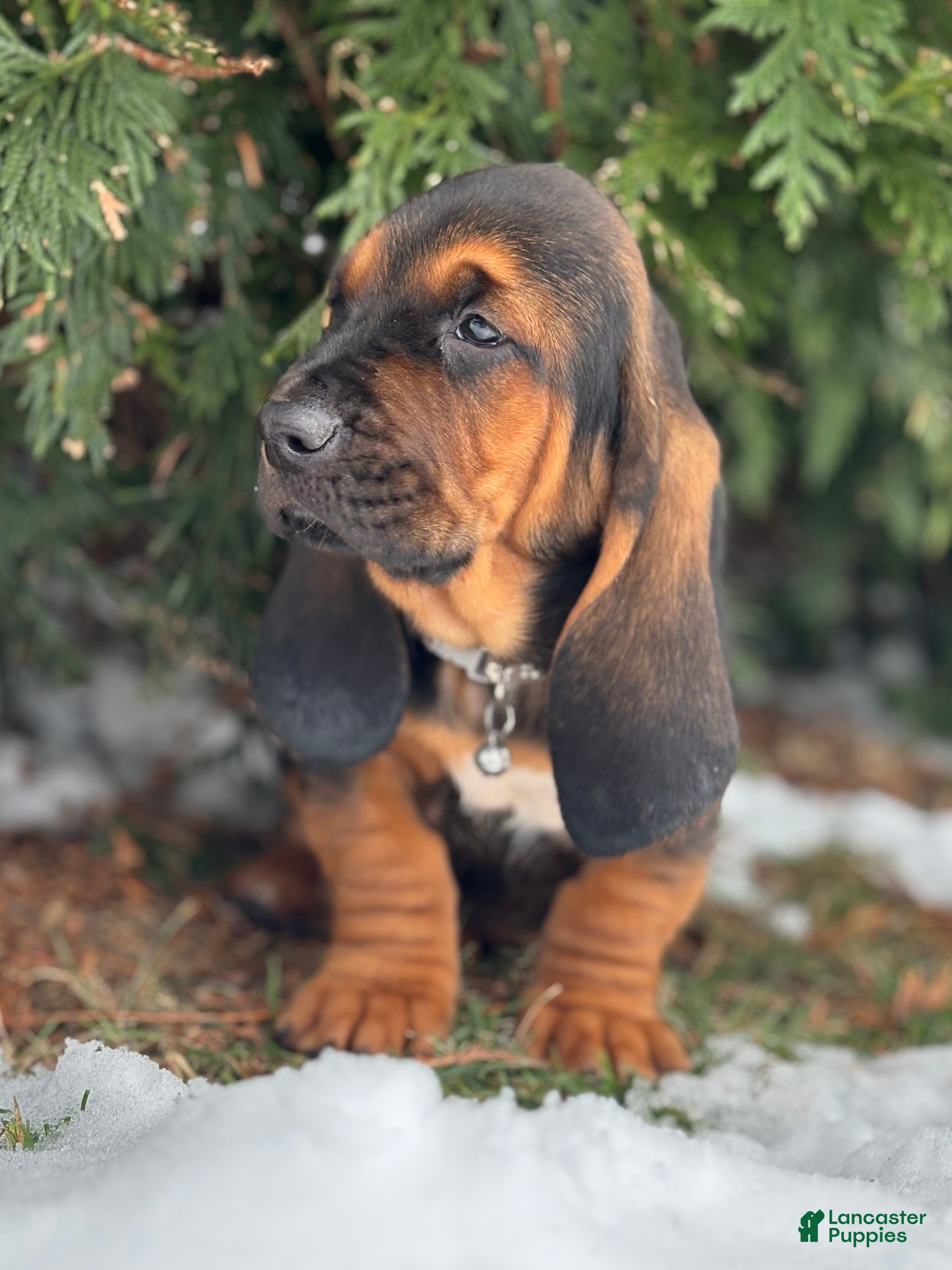 Basset Hound dogs Buddy - Ad 22