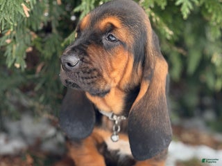 Basset Hound dogs Buddy - Ad 26