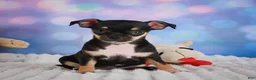 Chihuahua dogs for sale: Charlie - Ad 11