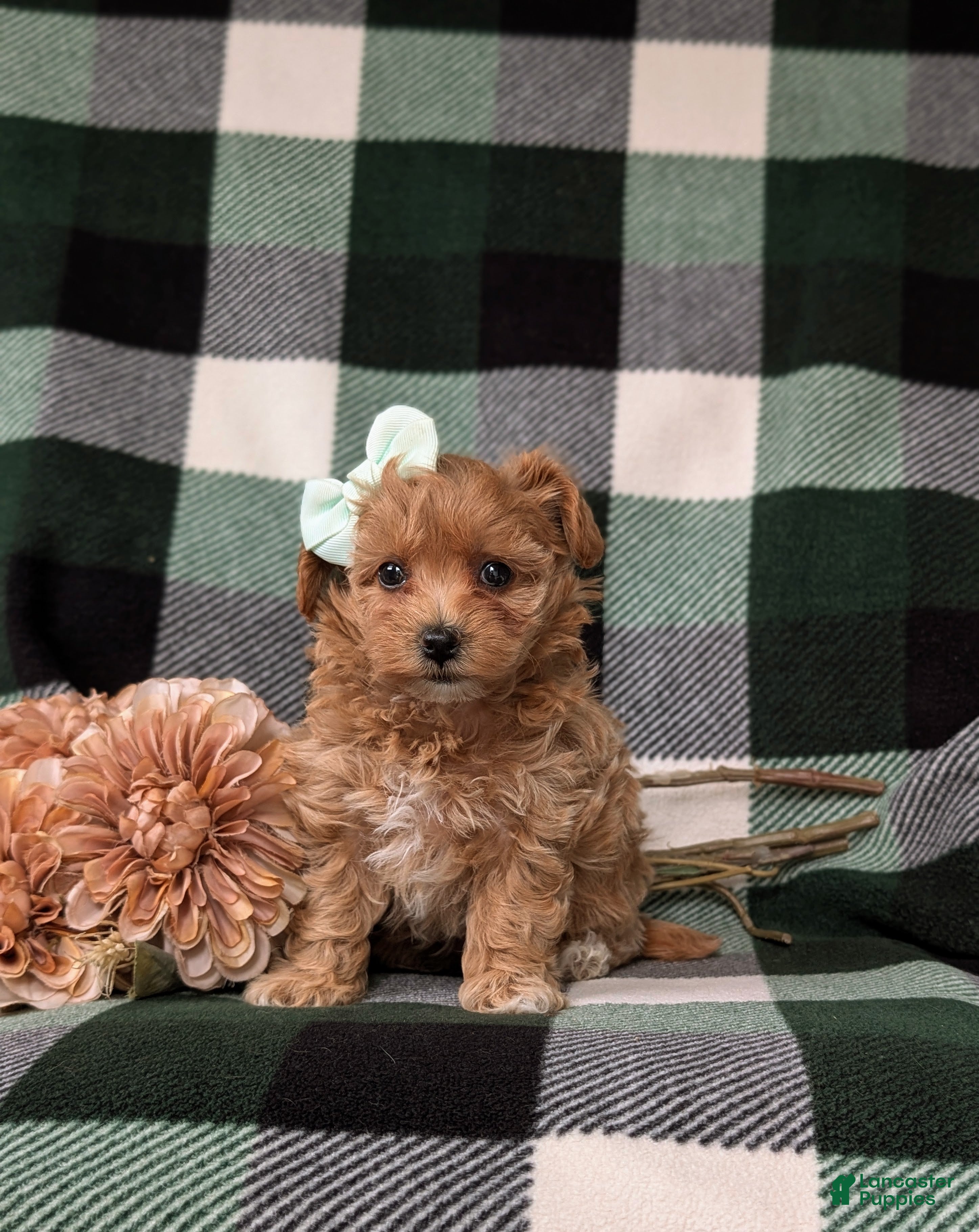Maltipoo dogs for sale: Simone 6 lbs Full Grown - Ad 1