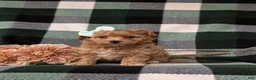 Maltipoo dogs for sale: Simone 6 lbs Full Grown - Ad 1