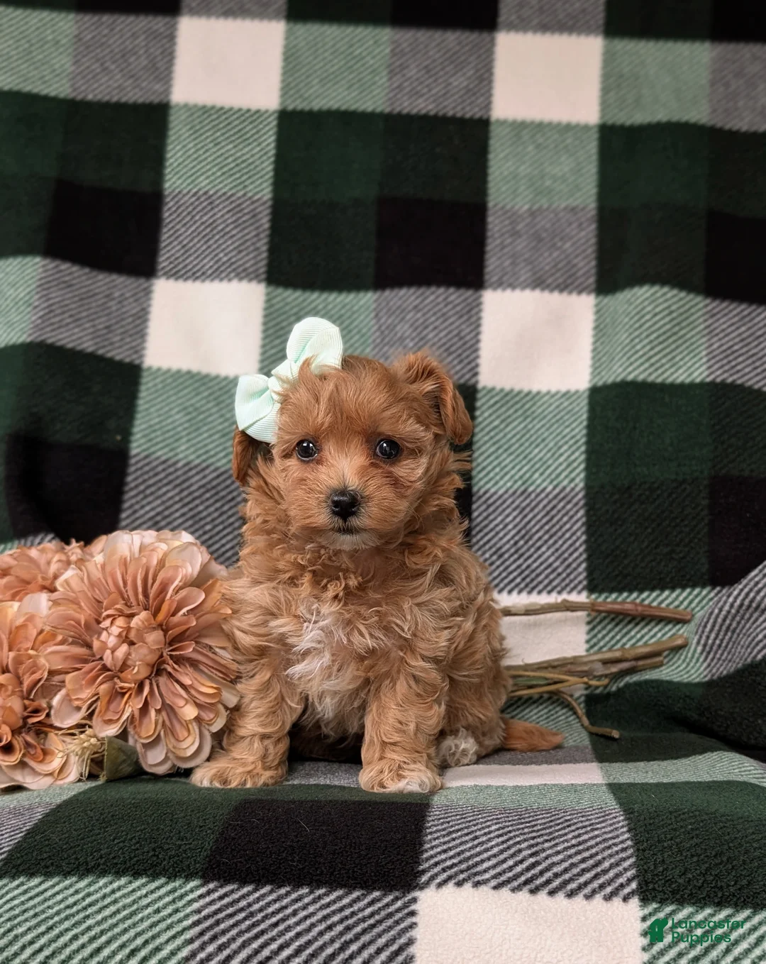 Maltipoo dogs for sale: Simone 6 lbs Full Grown - Ad 1