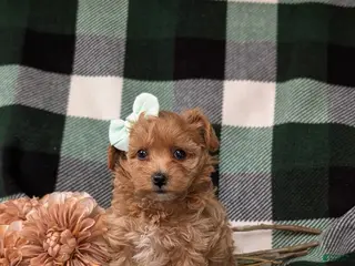 Maltipoo dogs for sale: Simone 6 lbs Full Grown - Ad 1