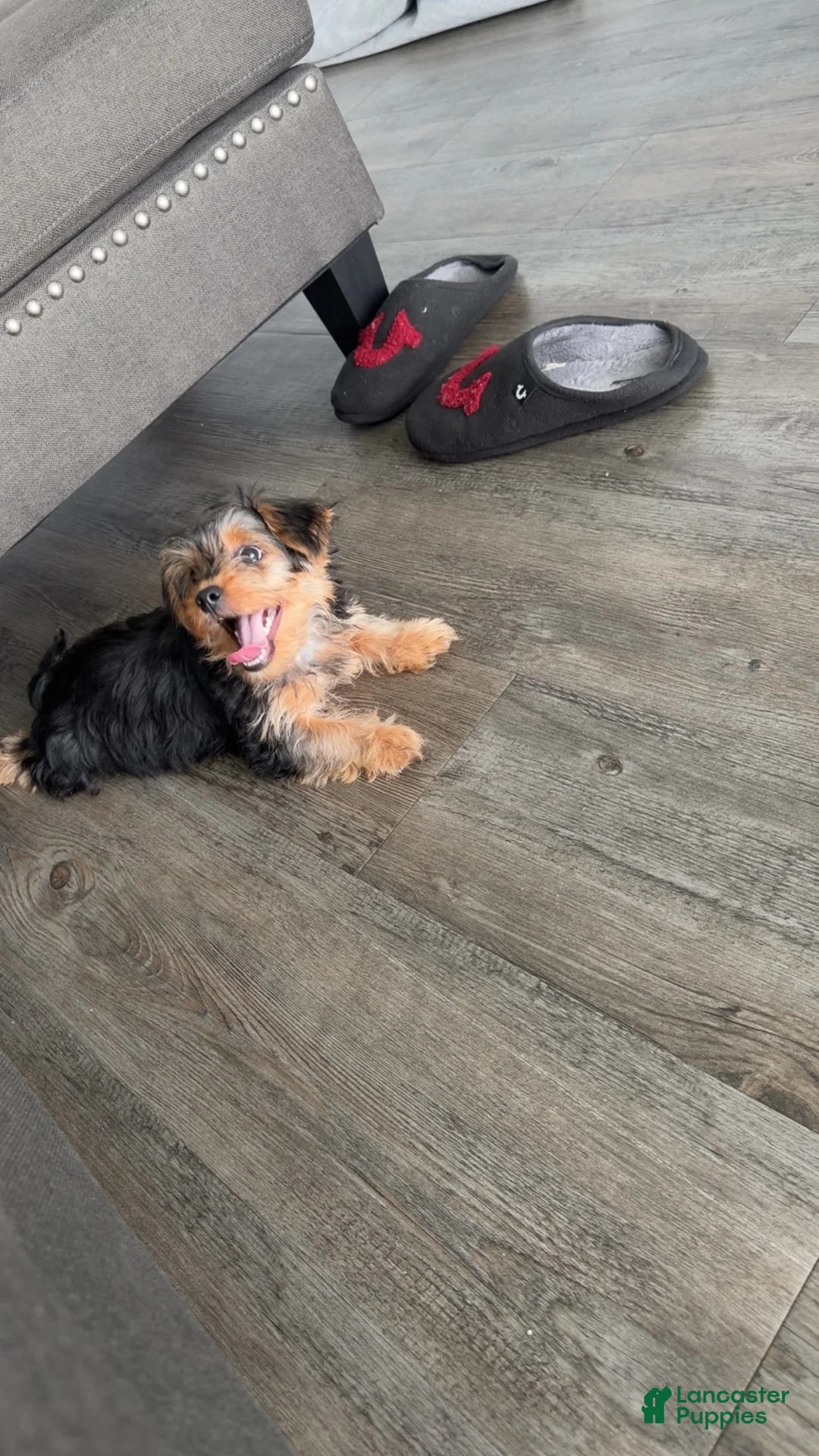 Yorkiepoo dogs for sale: Bentley - Ad 2