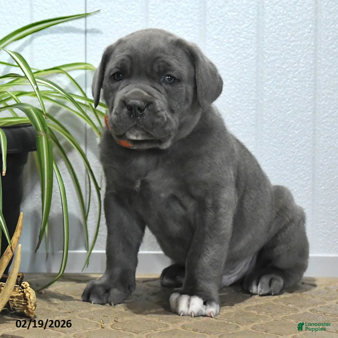 Cane Corso dogs for sale: Griffen - Ad 3