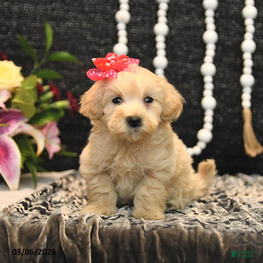 Maltipoo dogs Tootsie - Ad 1