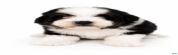 Mini Bernedoodle dogs for sale: Mini Bernedoodle male- Topper ( black Tri color) - Ad 5