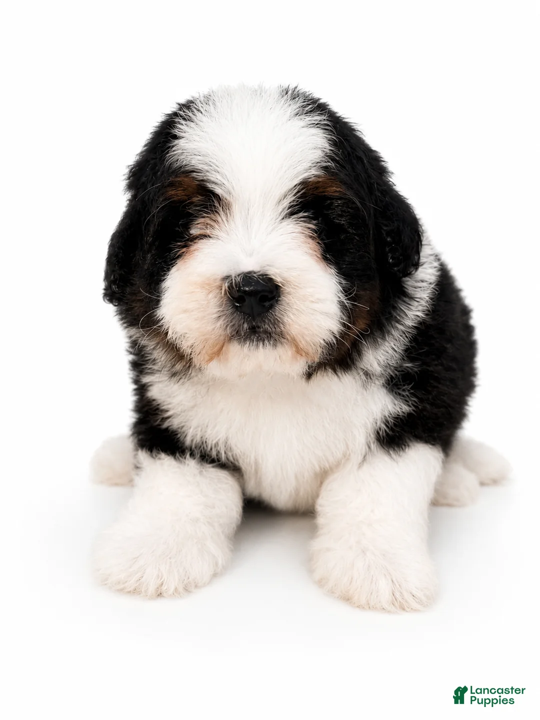 Mini Bernedoodle dogs for sale: Mini Bernedoodle male- Topper ( black Tri color) - Ad 5