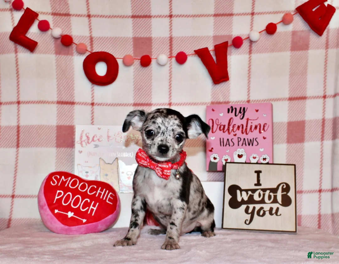 Chihuahua dogs for sale: Dawson - Ad 1