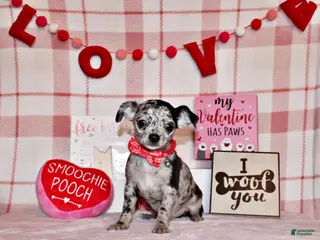 Chihuahua dogs Dawson - Ad 19