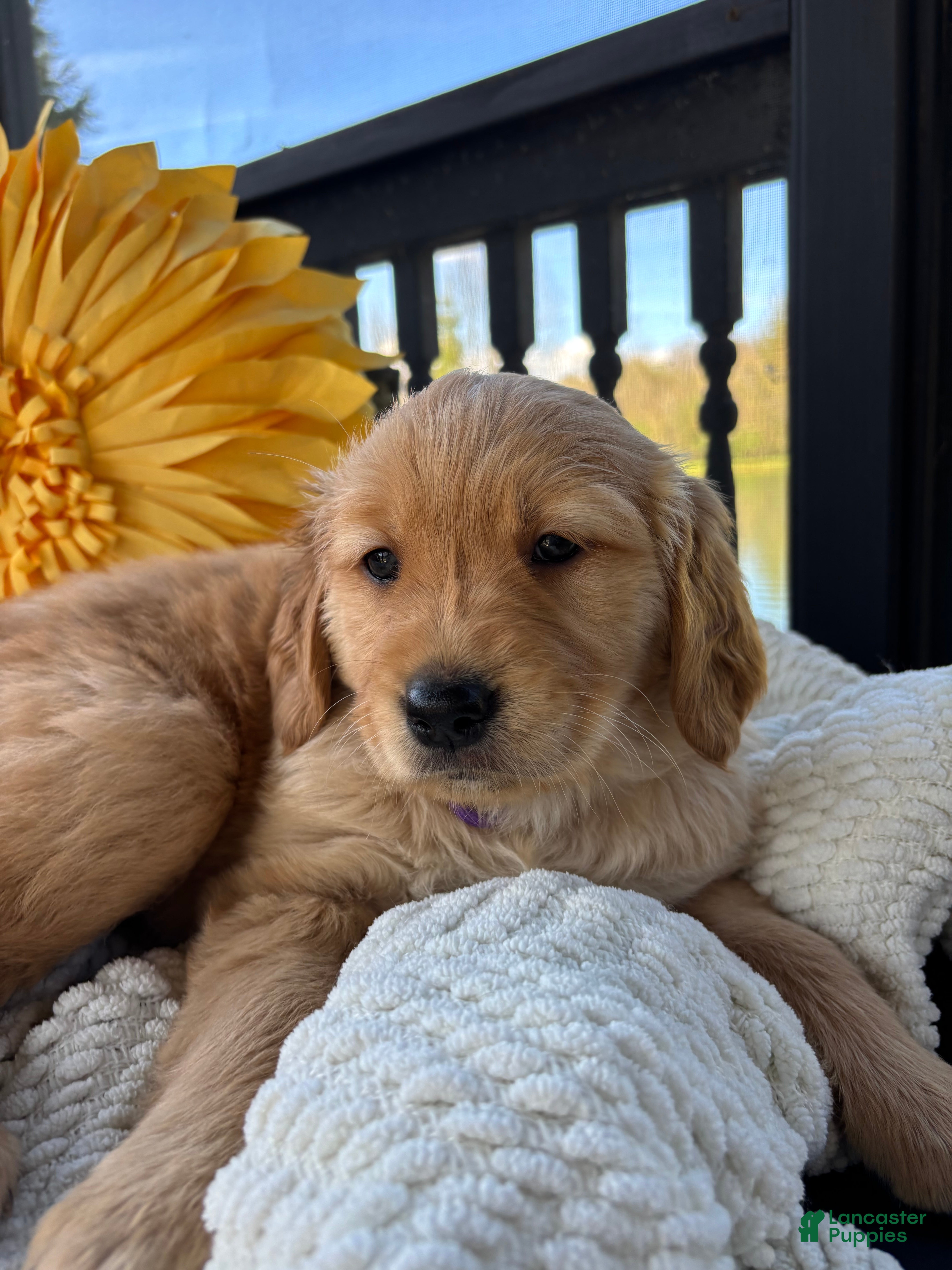 Golden Retriever dogs for sale: Golden Retriever Puppy 7 "PURPLE" - Ad 1