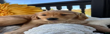 Golden Retriever Puppy 7 "PURPLE"