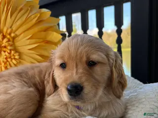 Golden Retriever dogs Golden Retriever Puppy 7 "PURPLE" - Ad 40