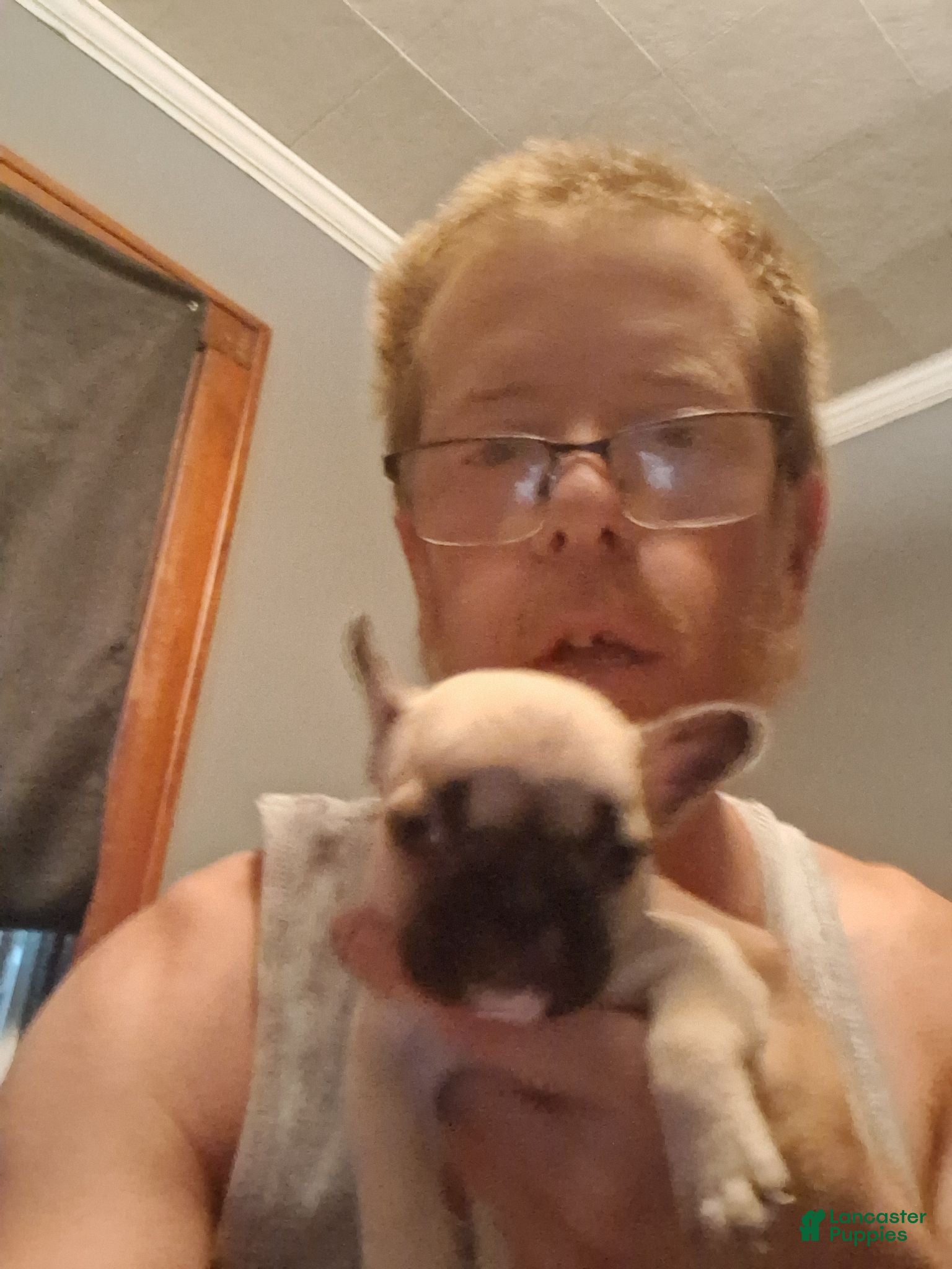 French Bulldog dogs for sale: Tater tot - Ad 2