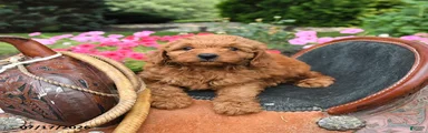 Buster
