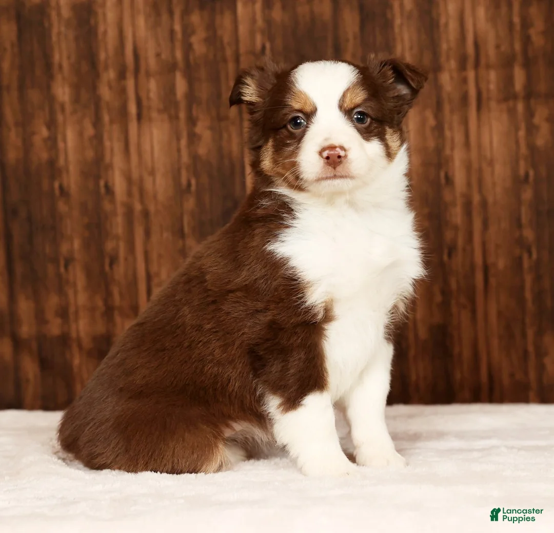Miniature Australian Shepherd dogs for sale: Cocoa - Ad 2