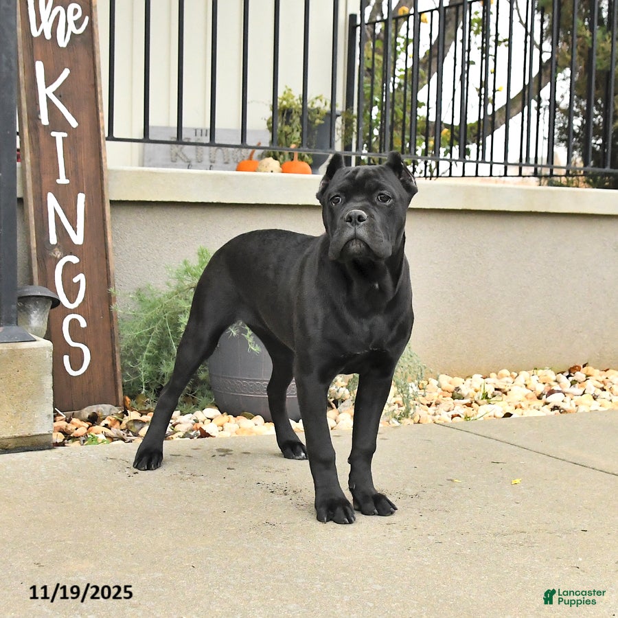 Cane Corso dogs Molly - Ad 3