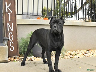Cane Corso dogs Molly - Ad 2